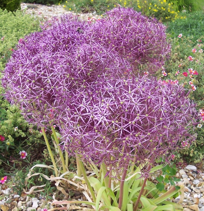 Allium cristophii 